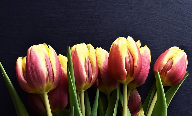 červené tulipány